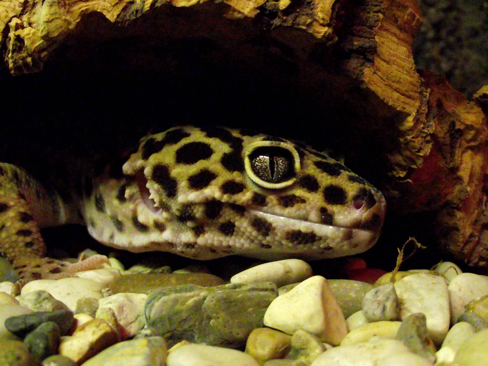 Leopard Gecko.
