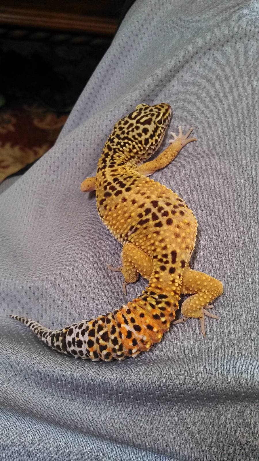 Leopard Gecko