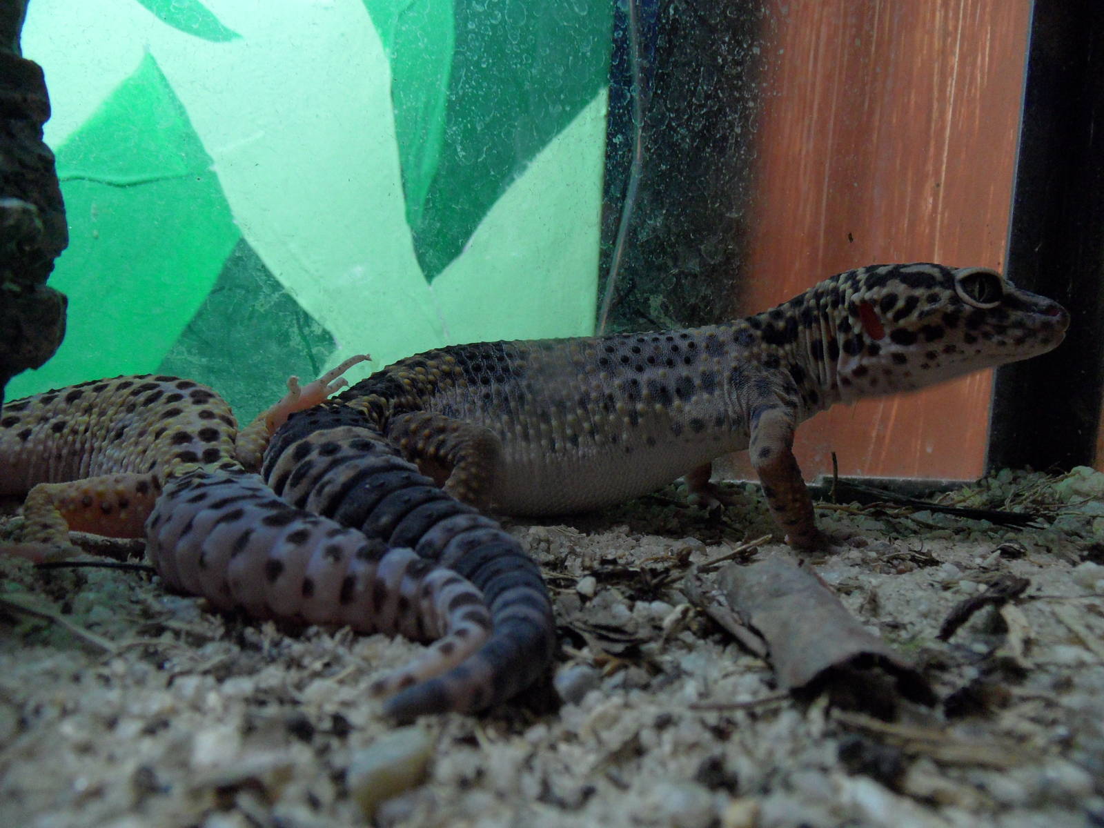 Leopard gecko