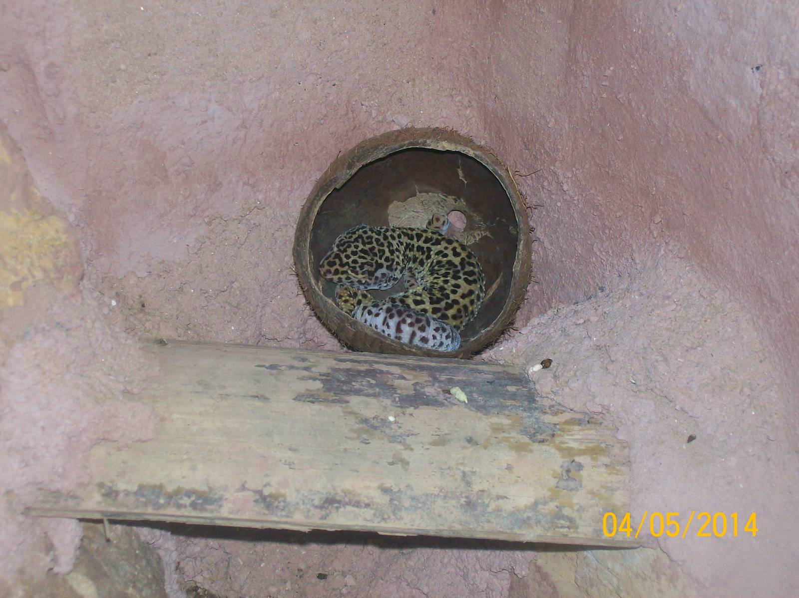 Leopard gecko