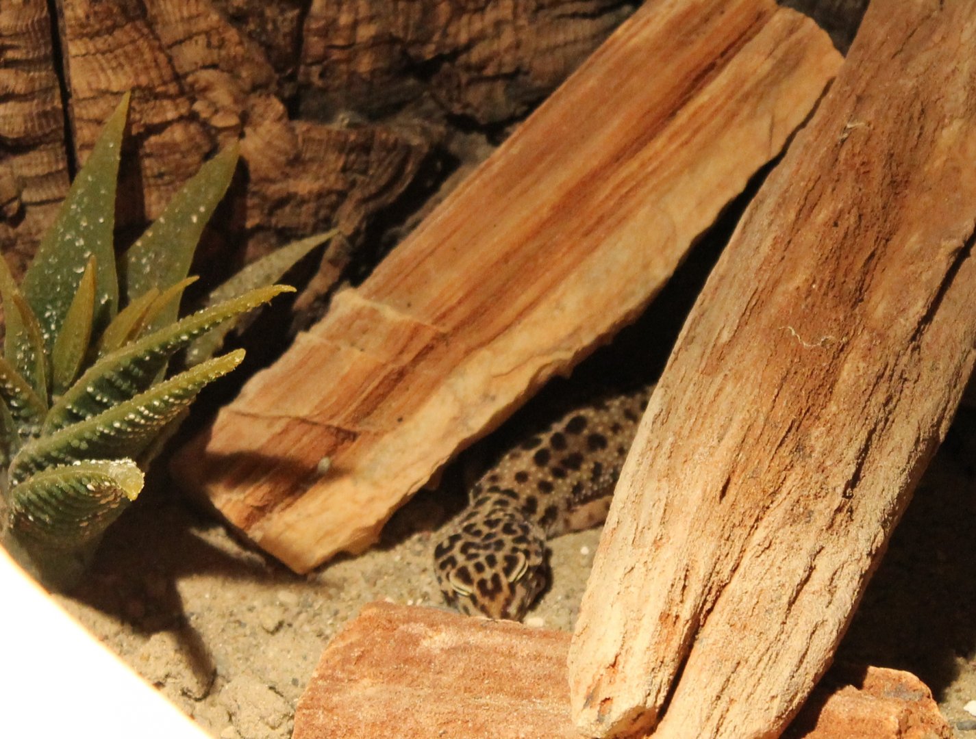 Leopard gecko