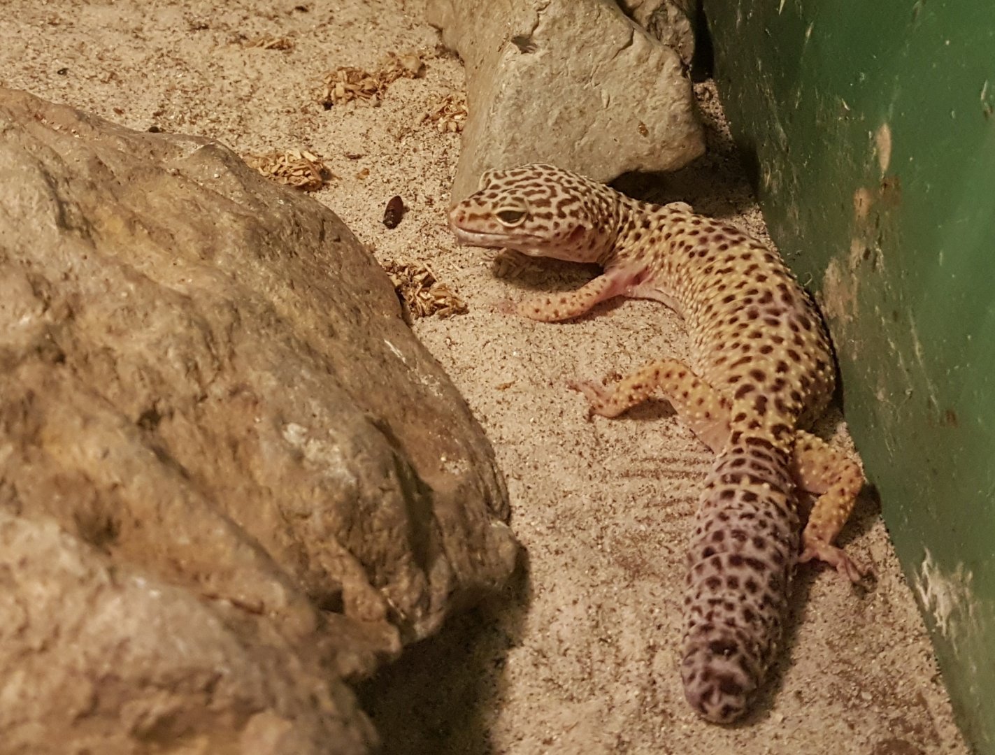 Leopard gecko