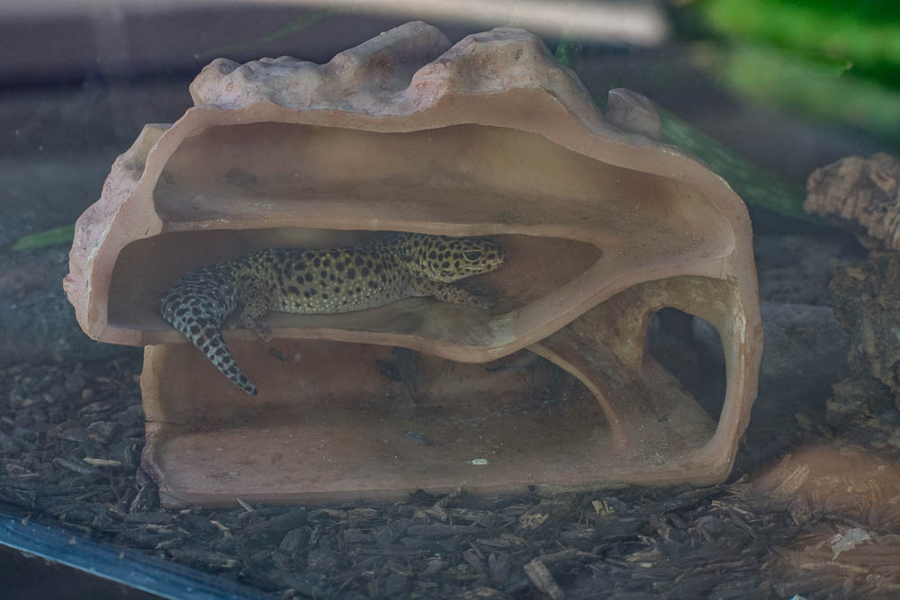 Leopard gecko