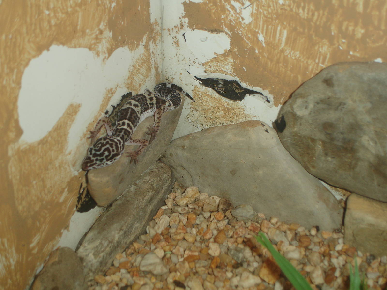 Leopard Gecko