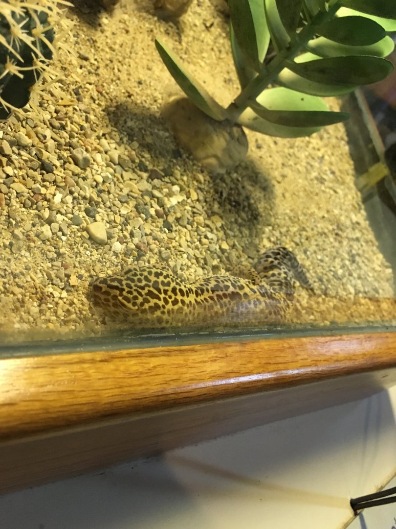 Leopard Gecko