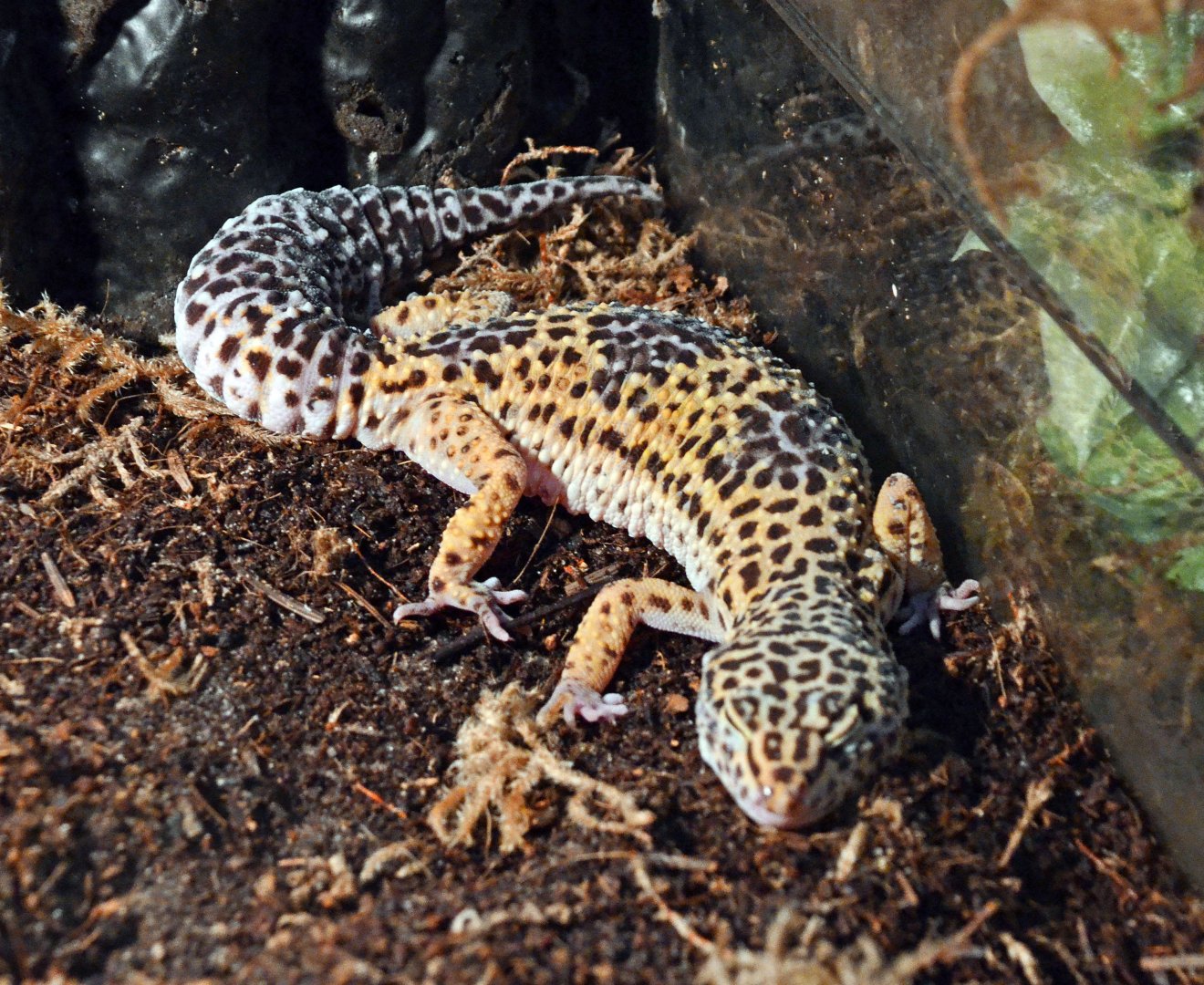 Leopard gecko