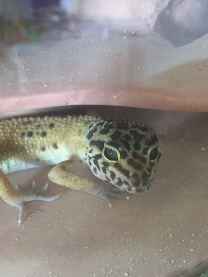 Leopard Gecko