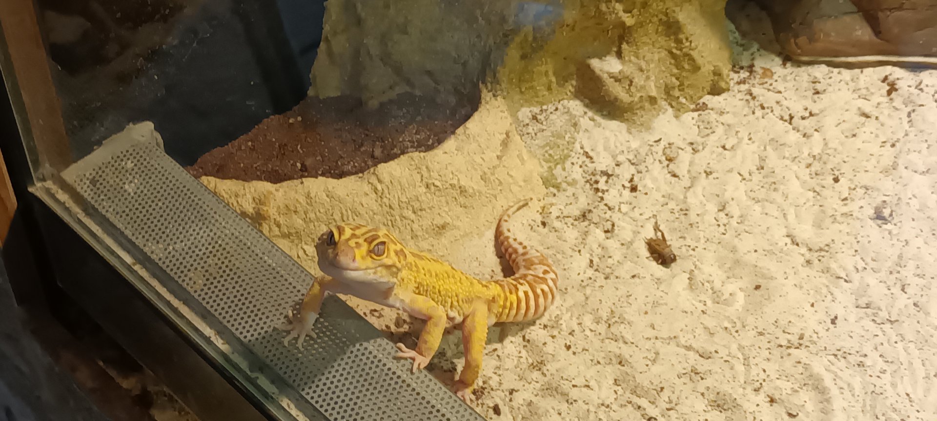 Leopard Gecko