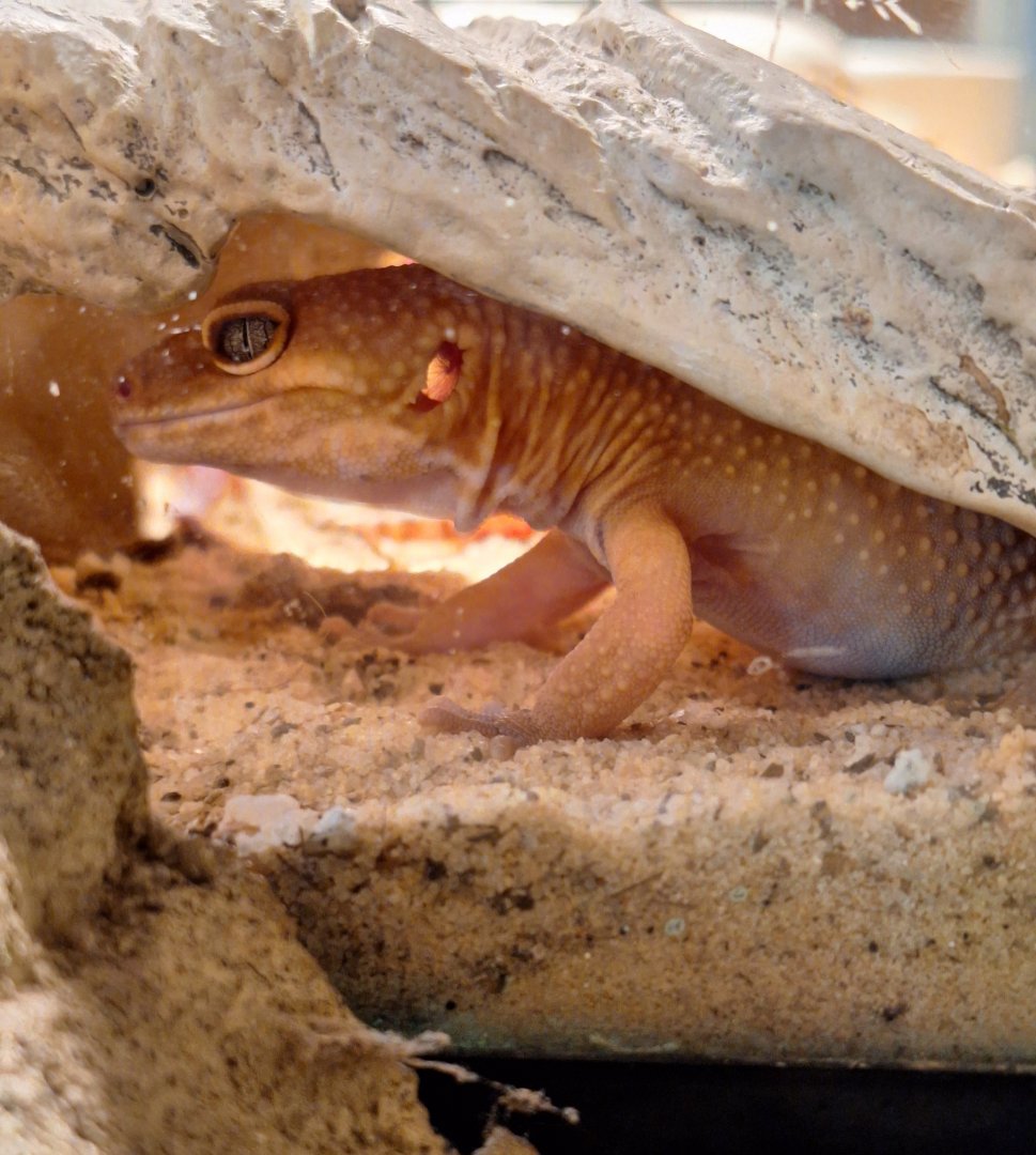 Leopard Gecko?