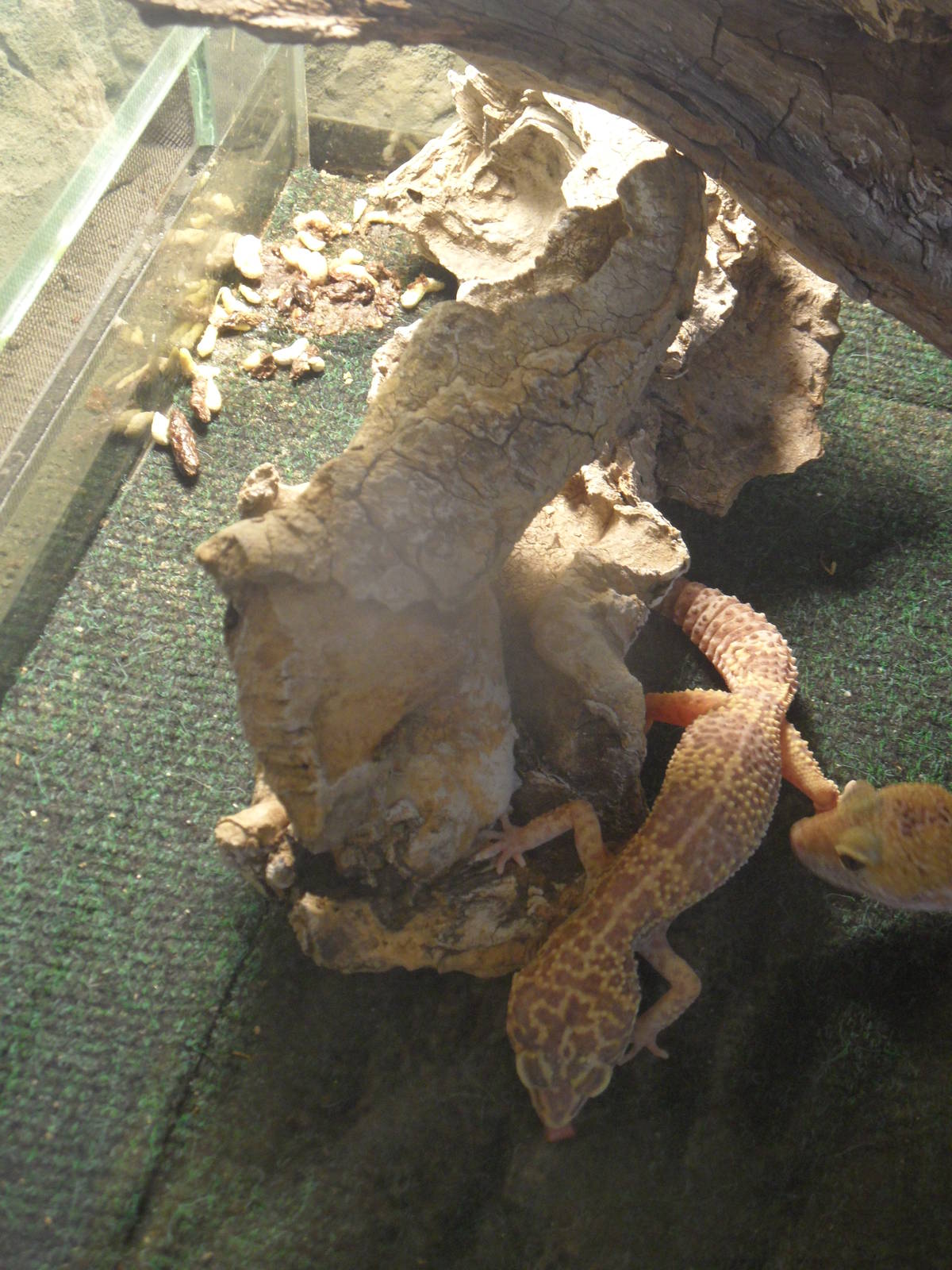 Leopard geckos and poop deposits