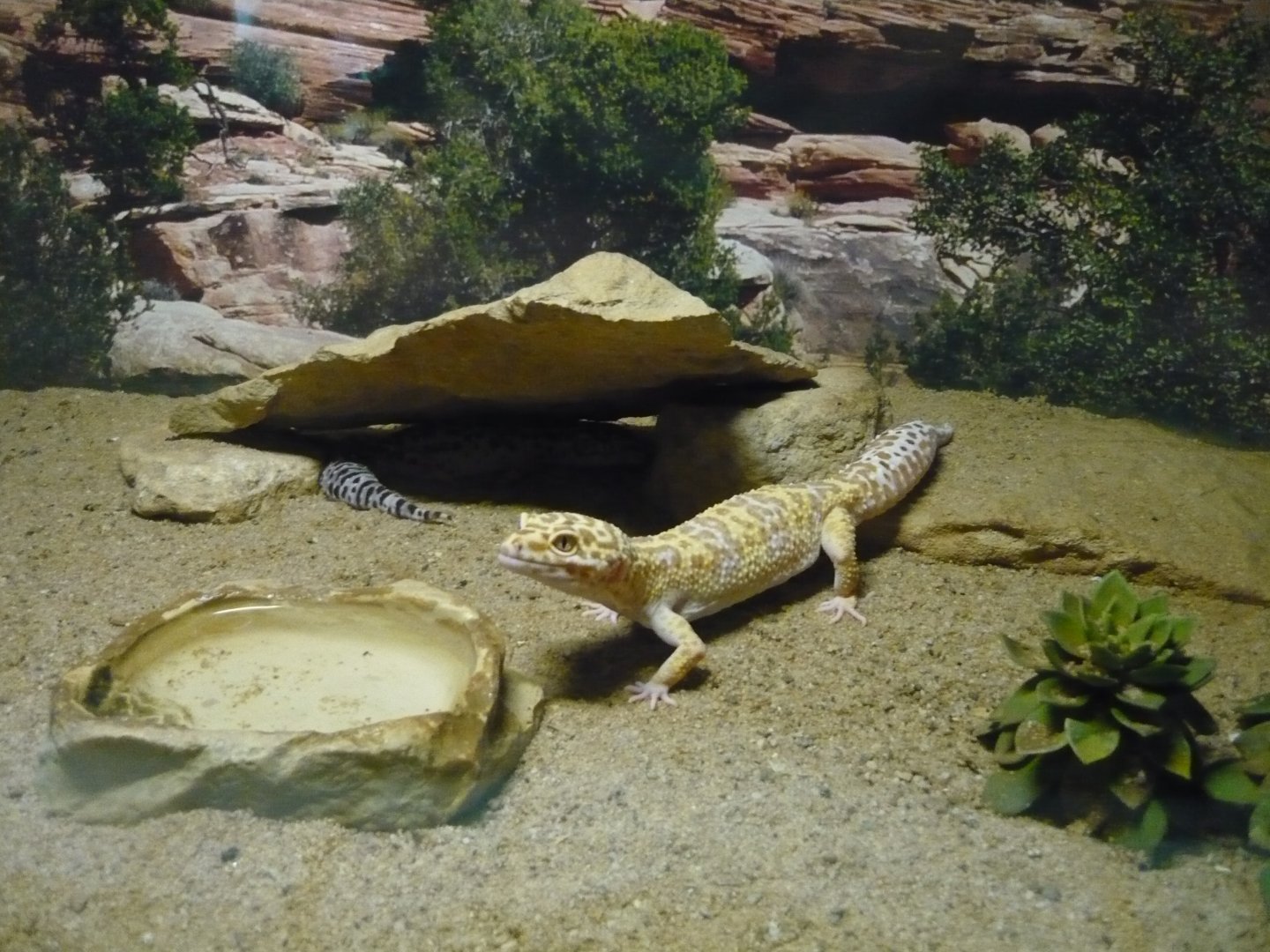 Leopard geckos (Eublepharis macularius)