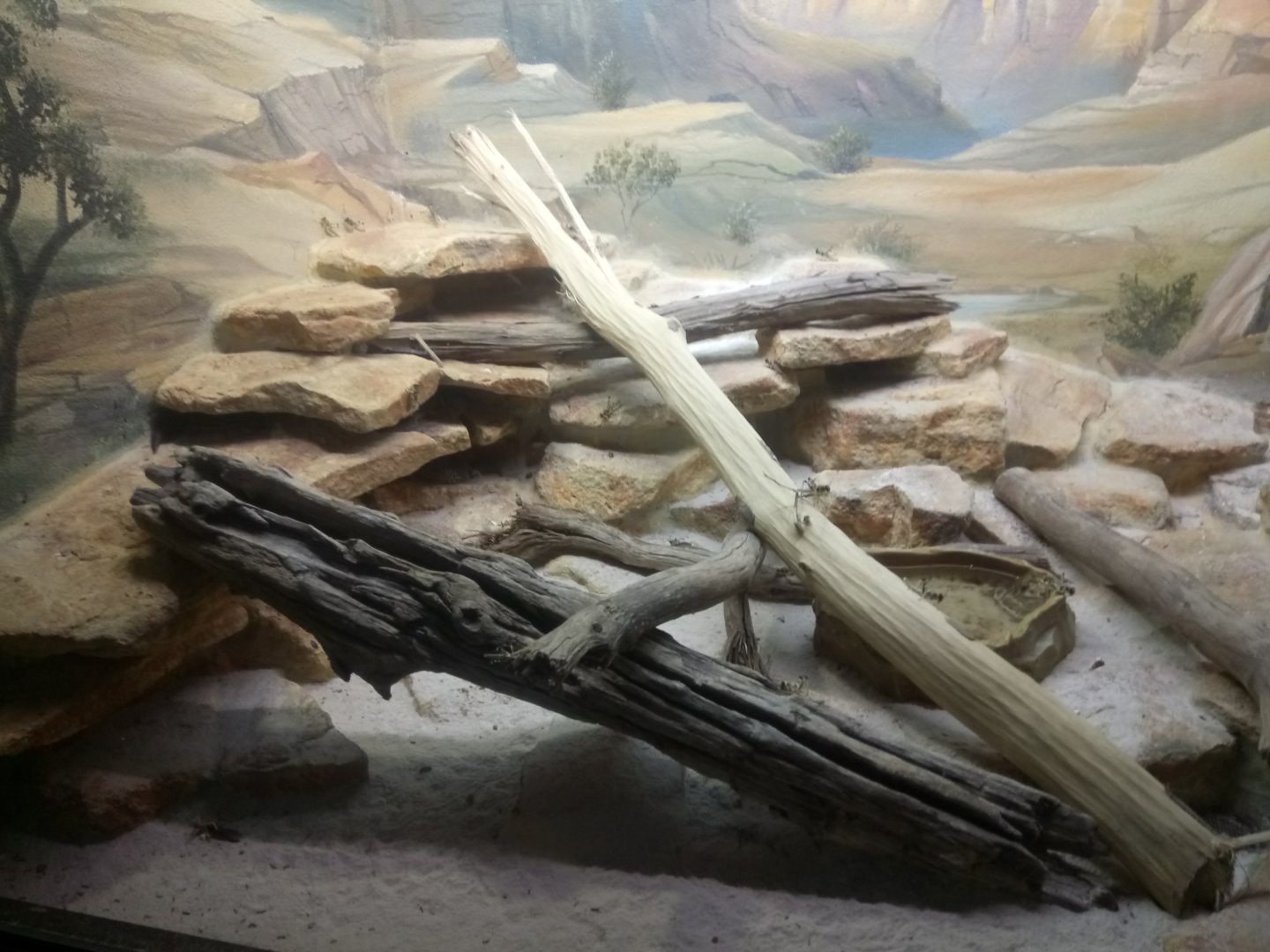 Leopard Geckos Terrarium