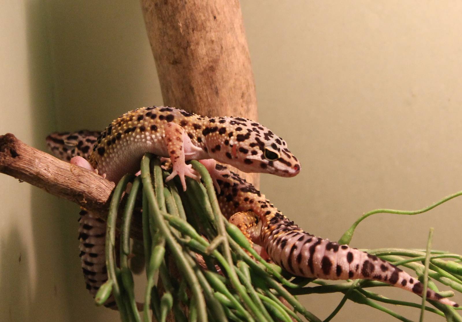 Leopard geckos