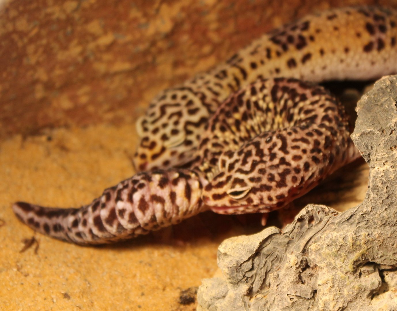 Leopard geckos