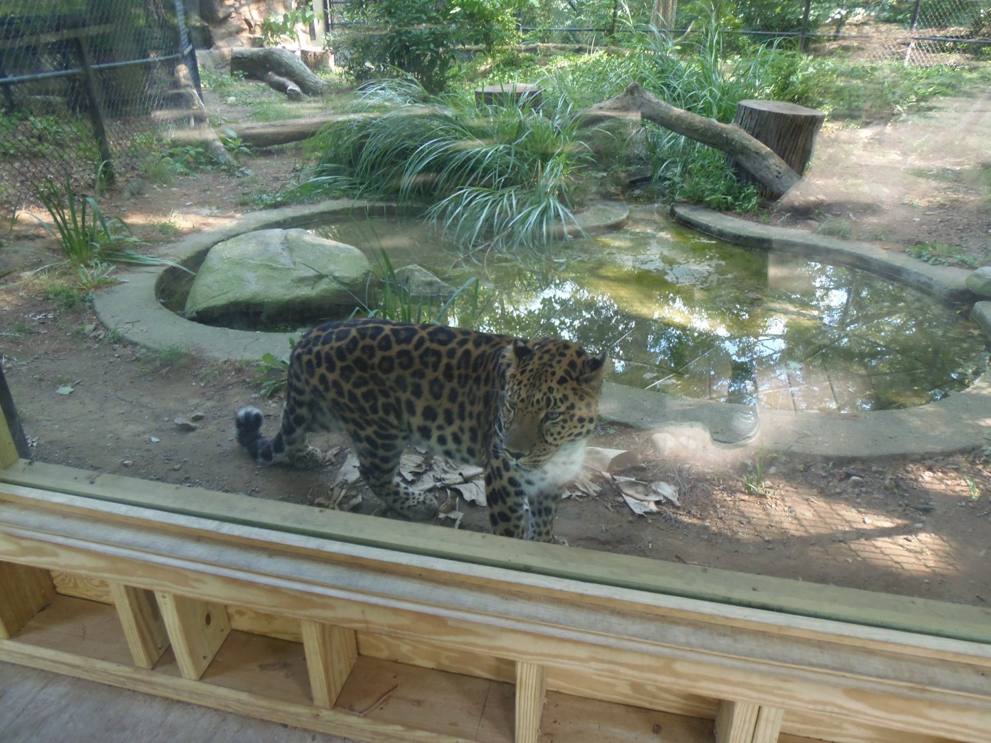 Leopard Glass Viewing