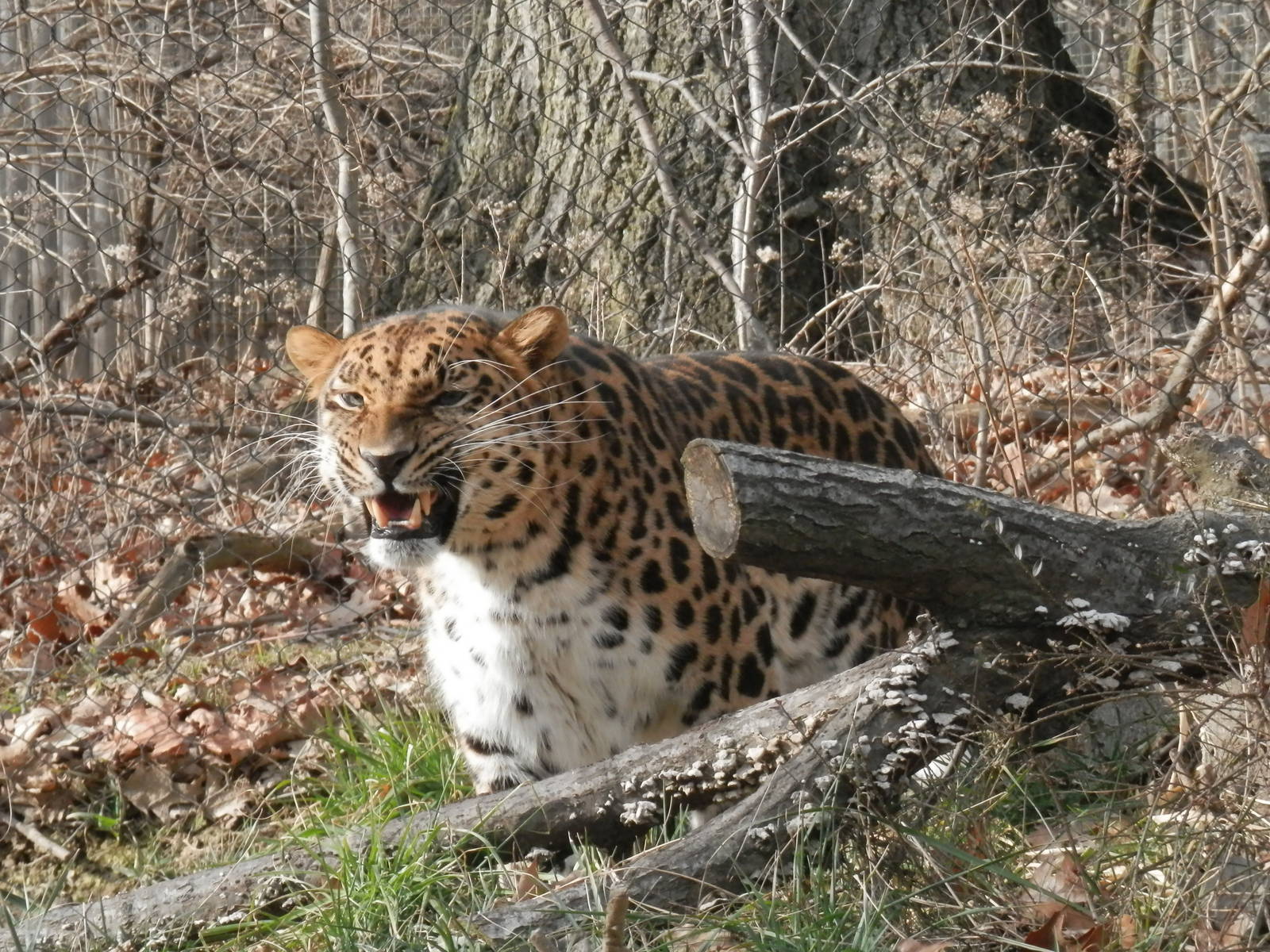 Leopard having a bad day.
