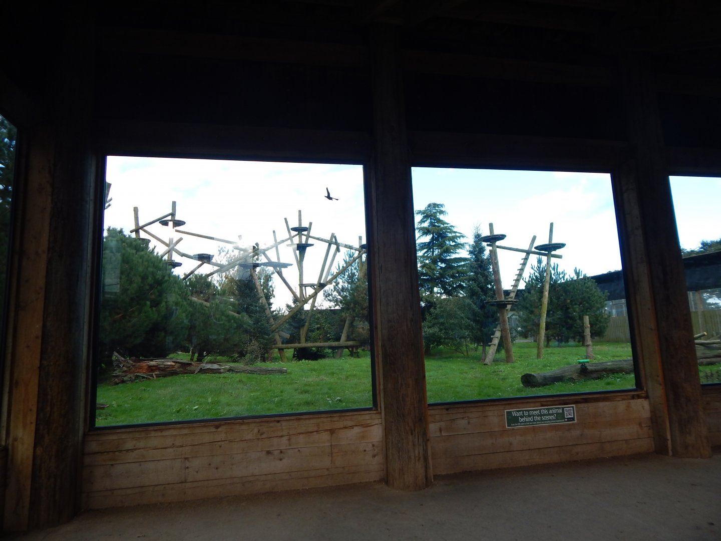 Leopard Heights - Amur leopard habitat 121024