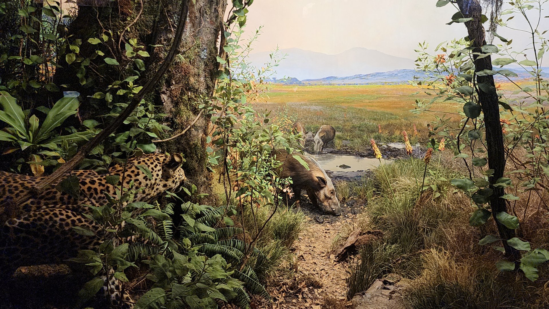 Leopard hunting Bush Pig