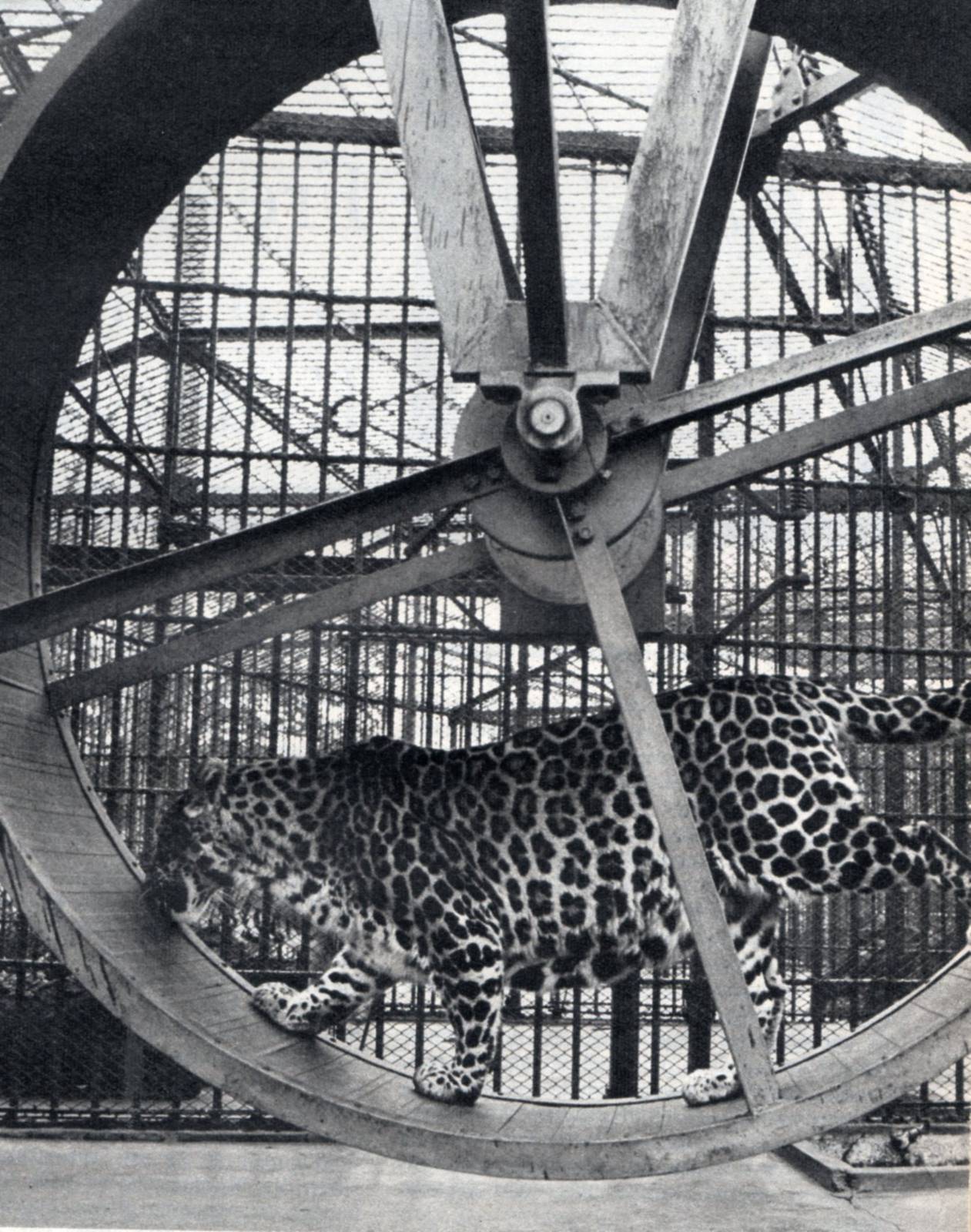 Leopard in a Rodent Wheel