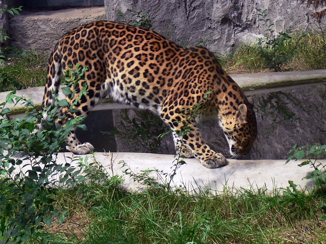 Leopard in Changchun Zoo