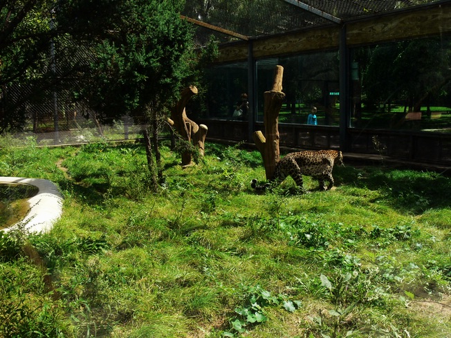 Leopard in Changchun Zoo