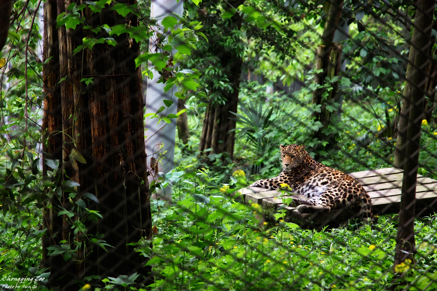 Leopard in its exhibit