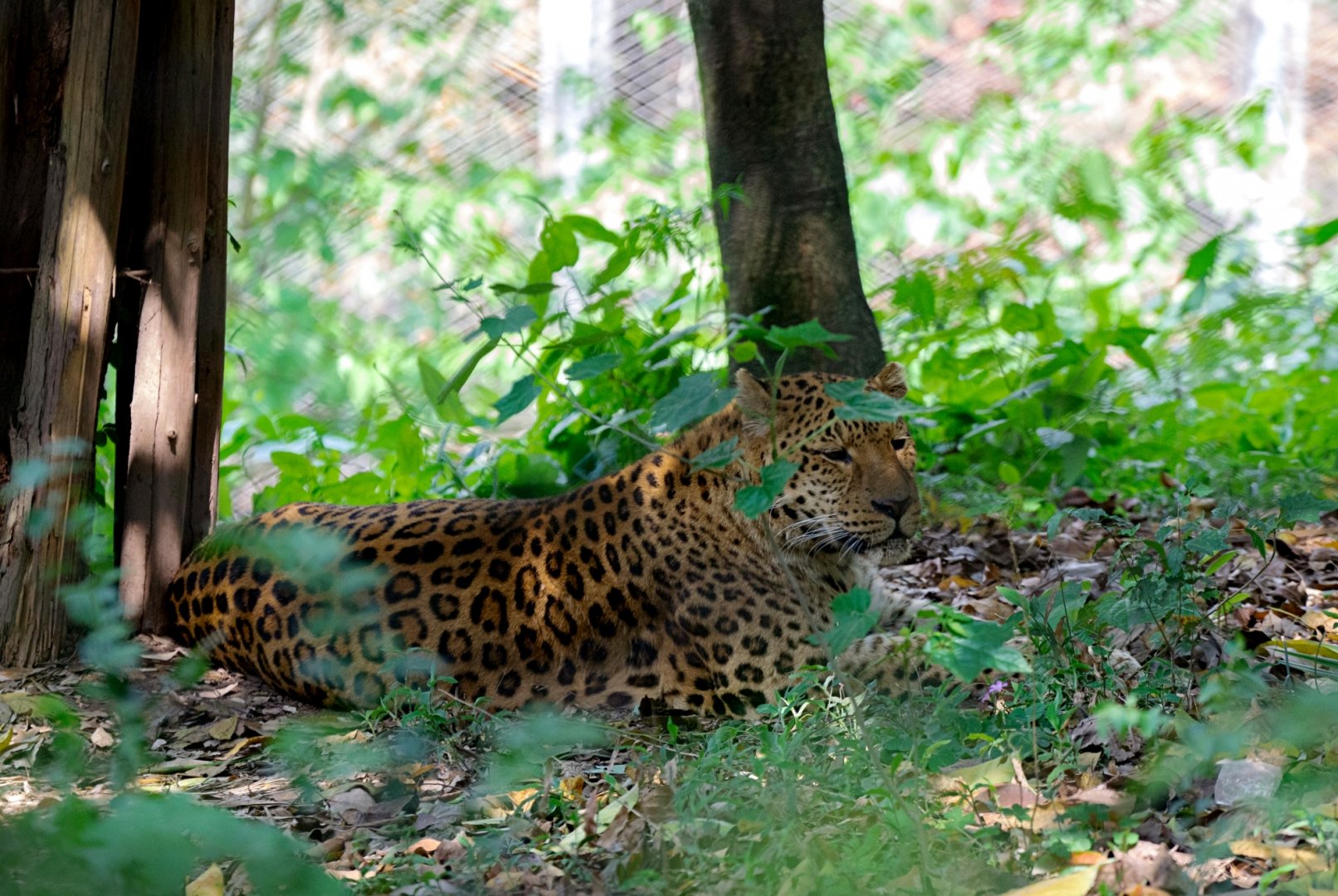 Leopard in its exhibit