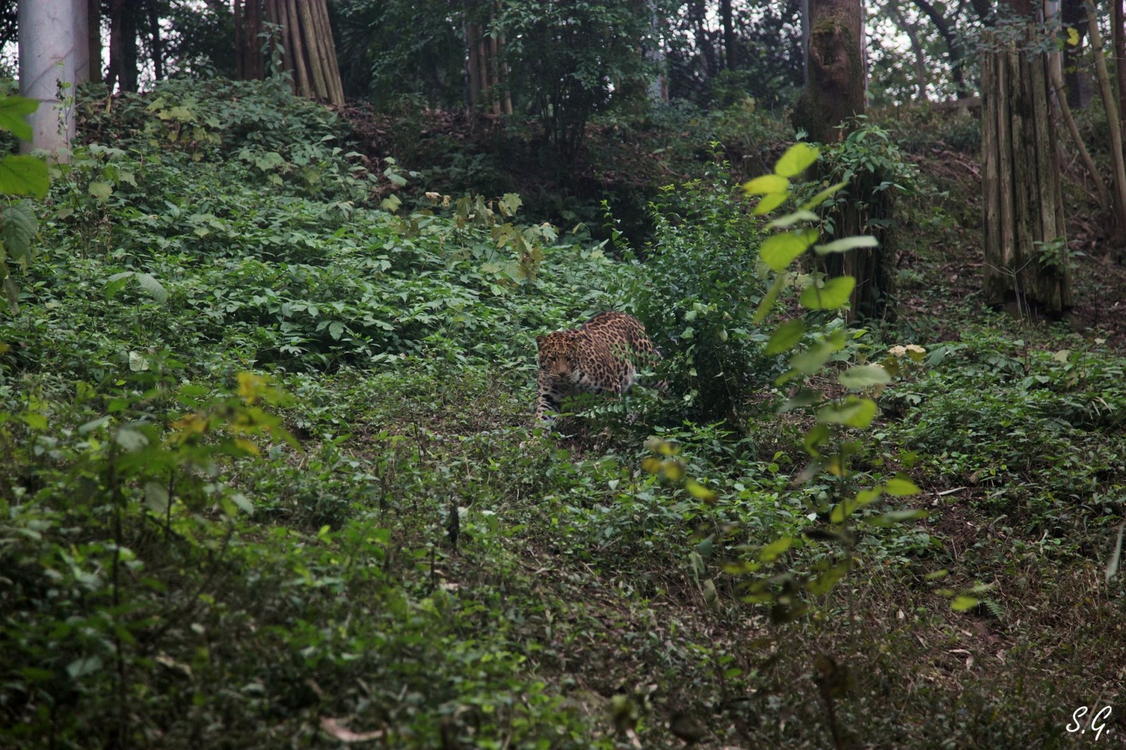 Leopard in its exhibit