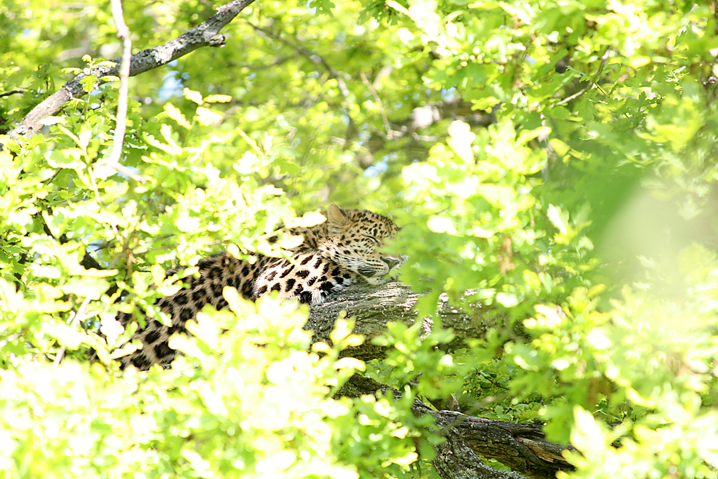 Leopard in tree