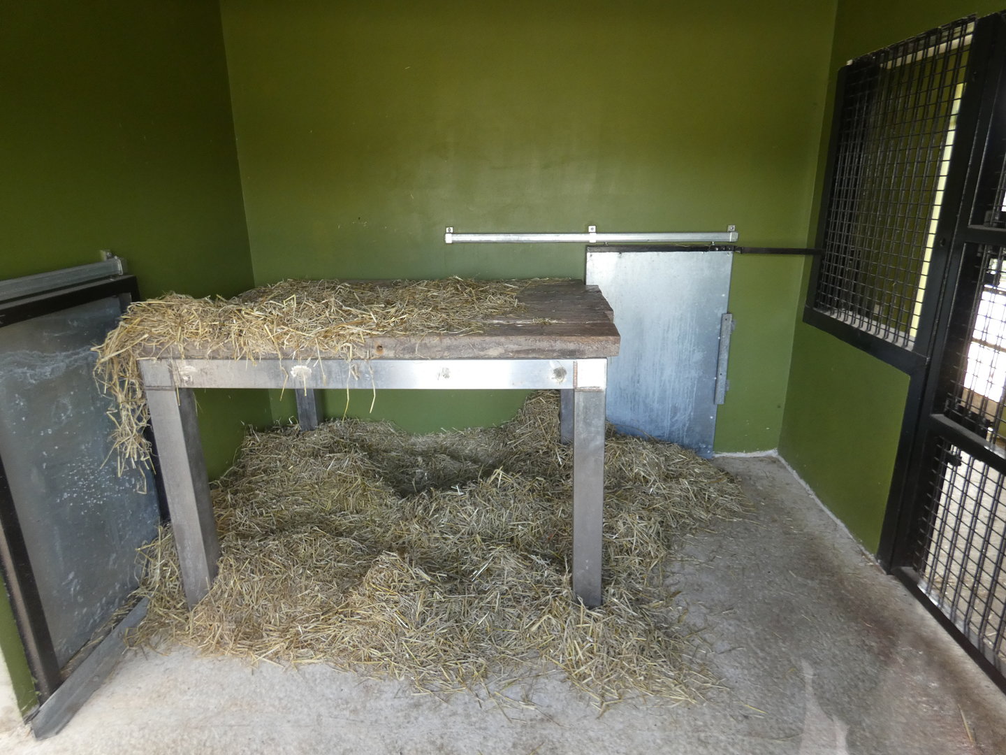 Leopard indoor enclosure