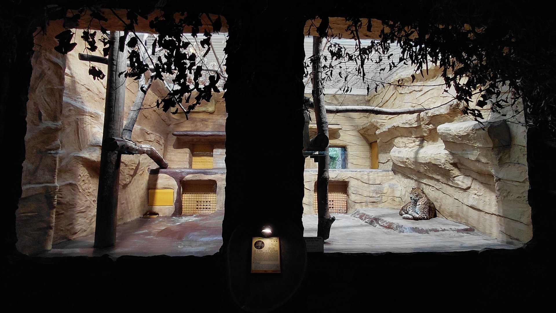 Leopard indoor exhibit