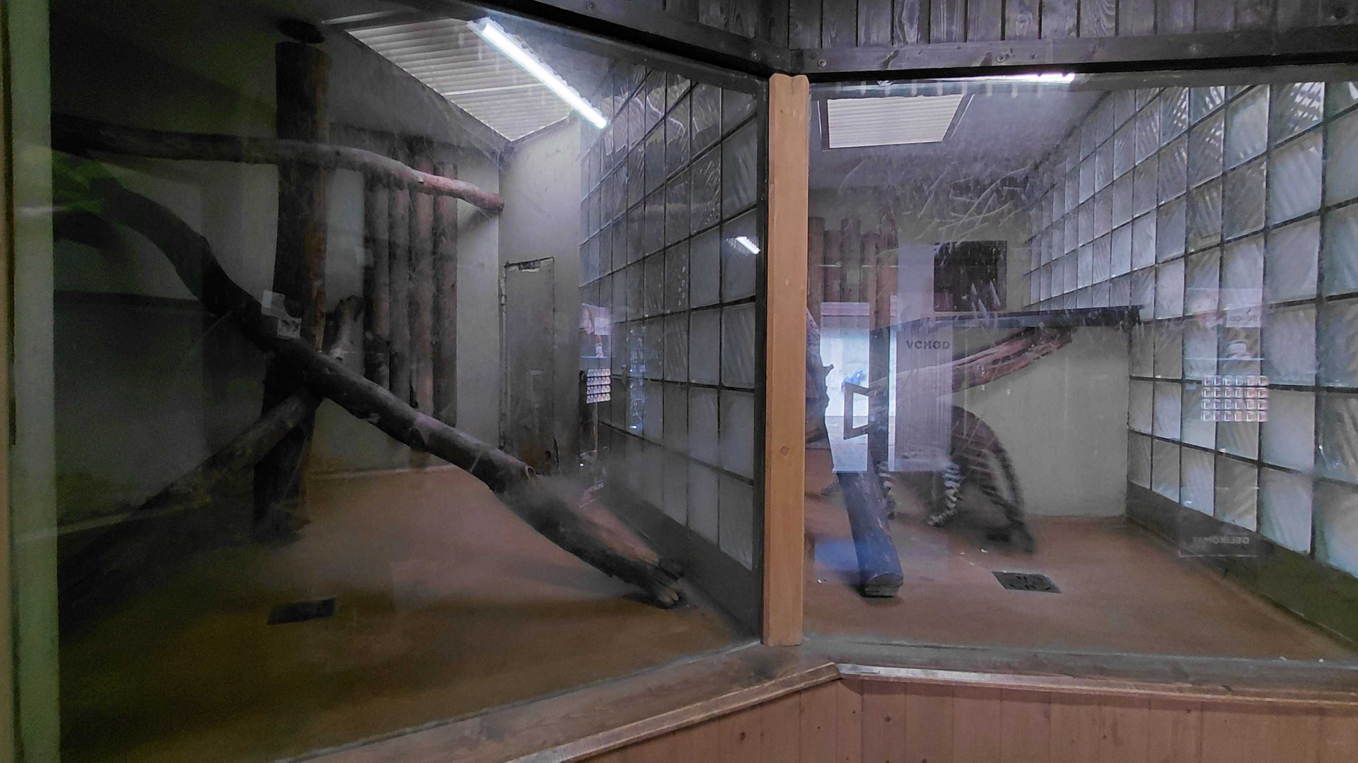 Leopard indoor exhibit