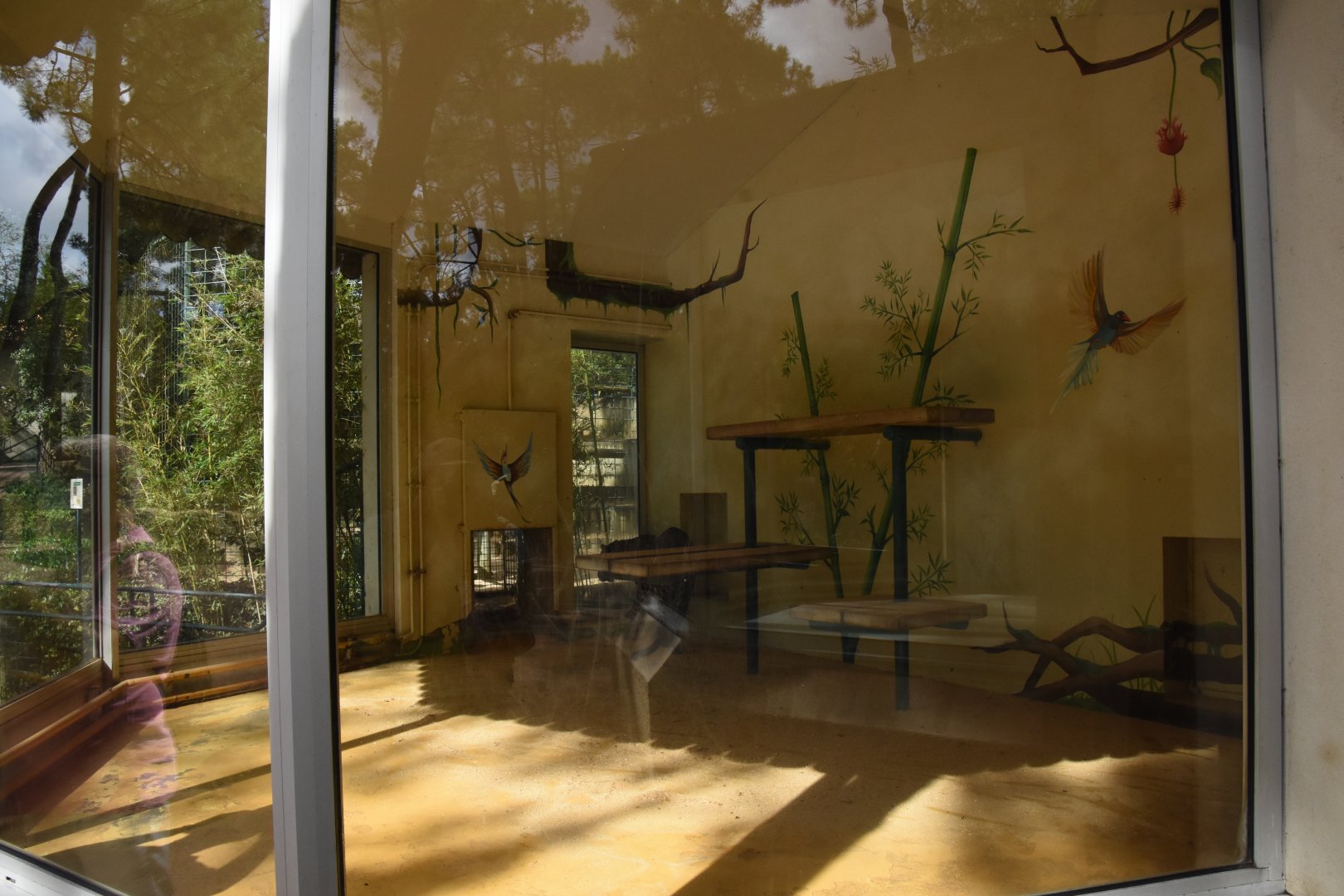 Leopard indoors (see cat for scale)