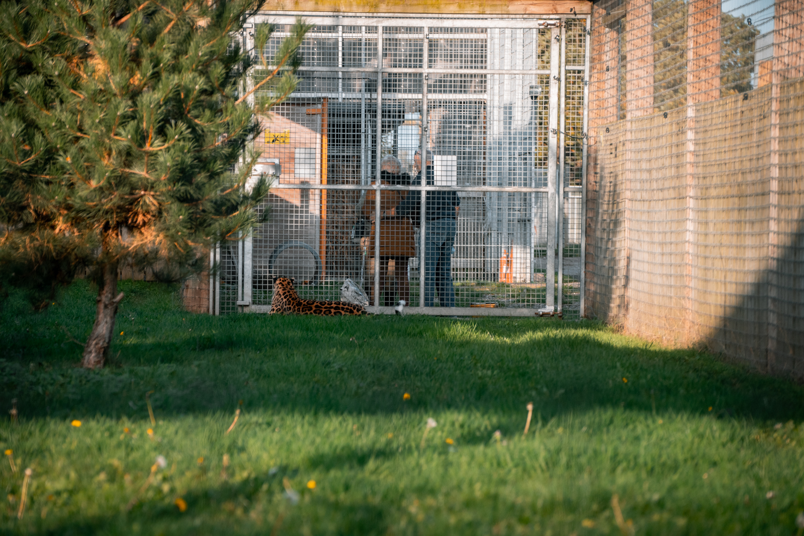 Leopard interacting with visitors and keeper