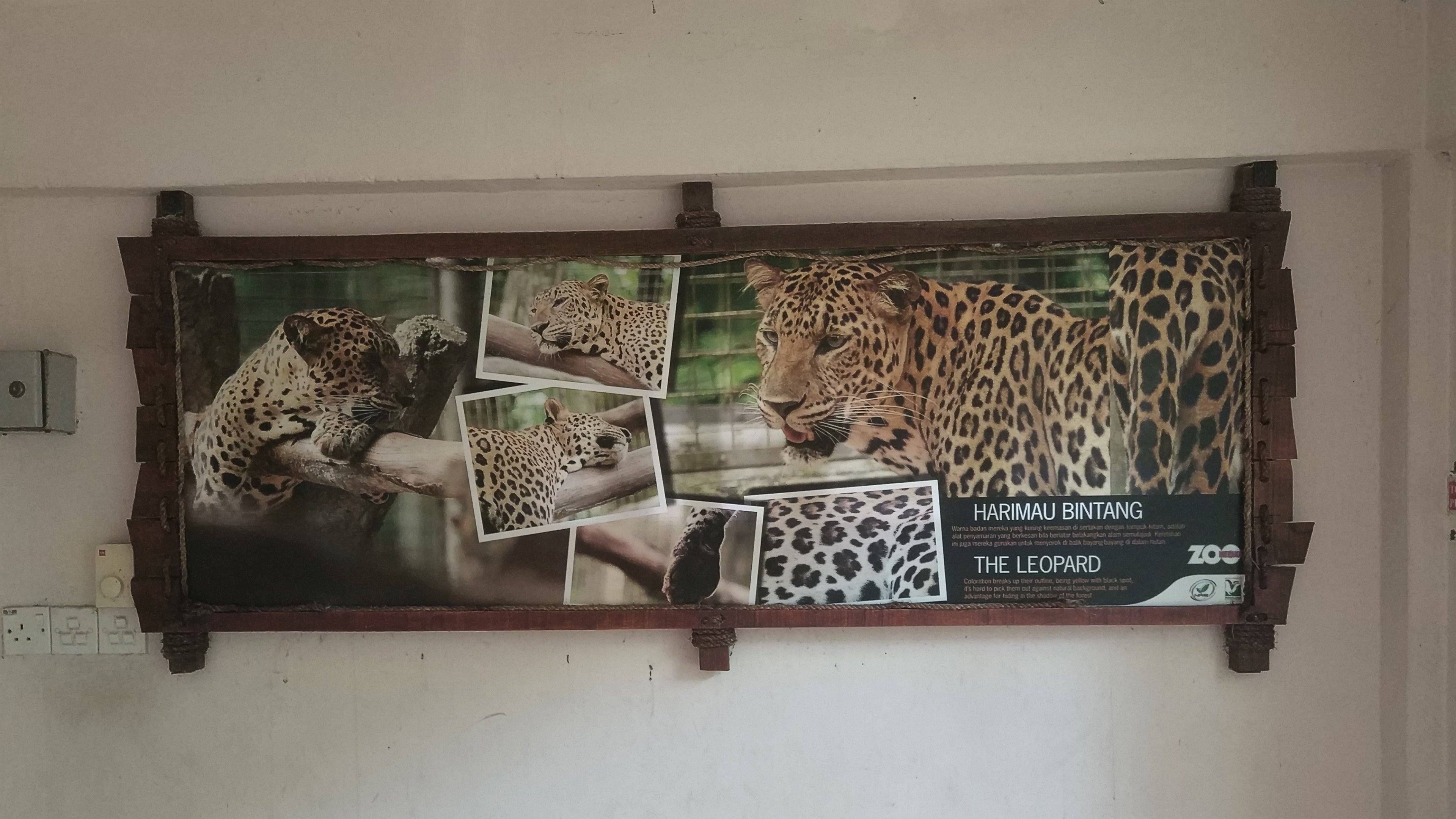 Leopard Interpretation