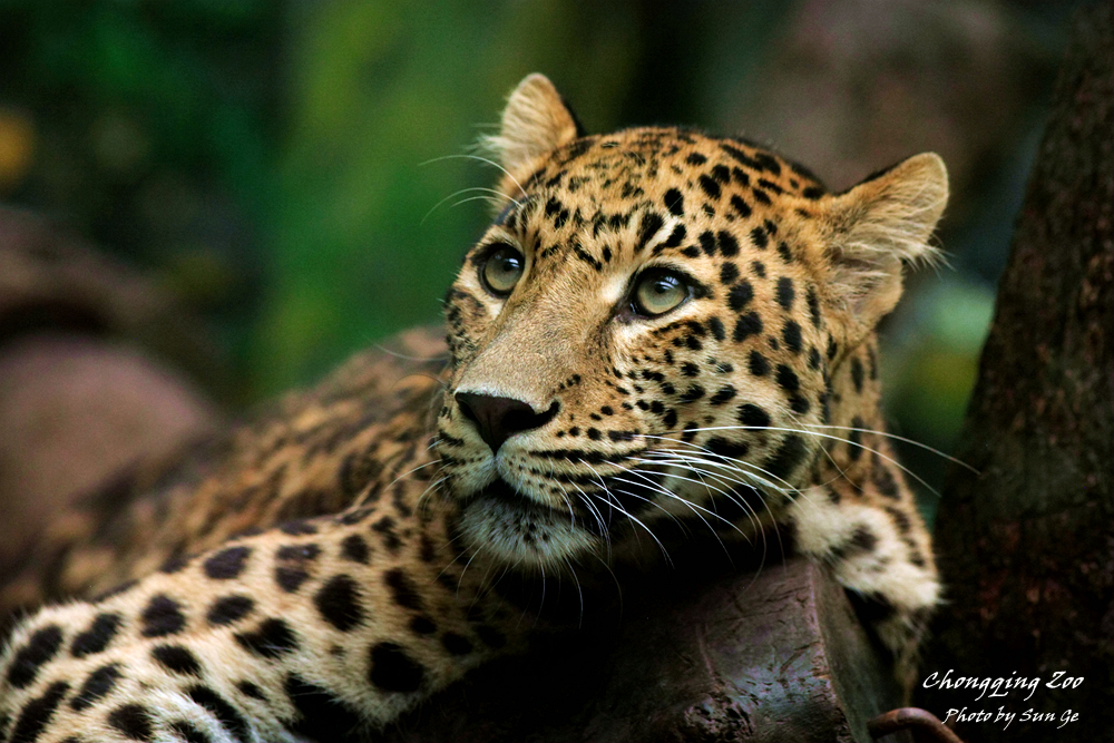 Leopard into deep thinking