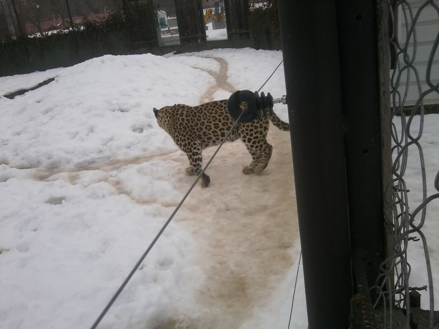 Leopard (is It Persian)