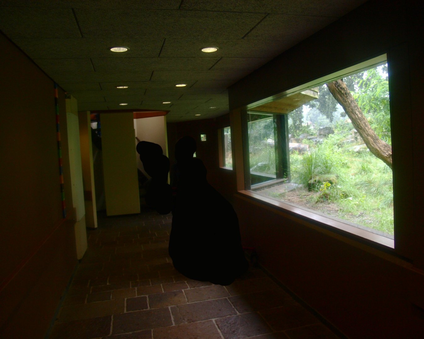 Leopard/Jaguar exhibit viewing tunnel, 2015-07-19