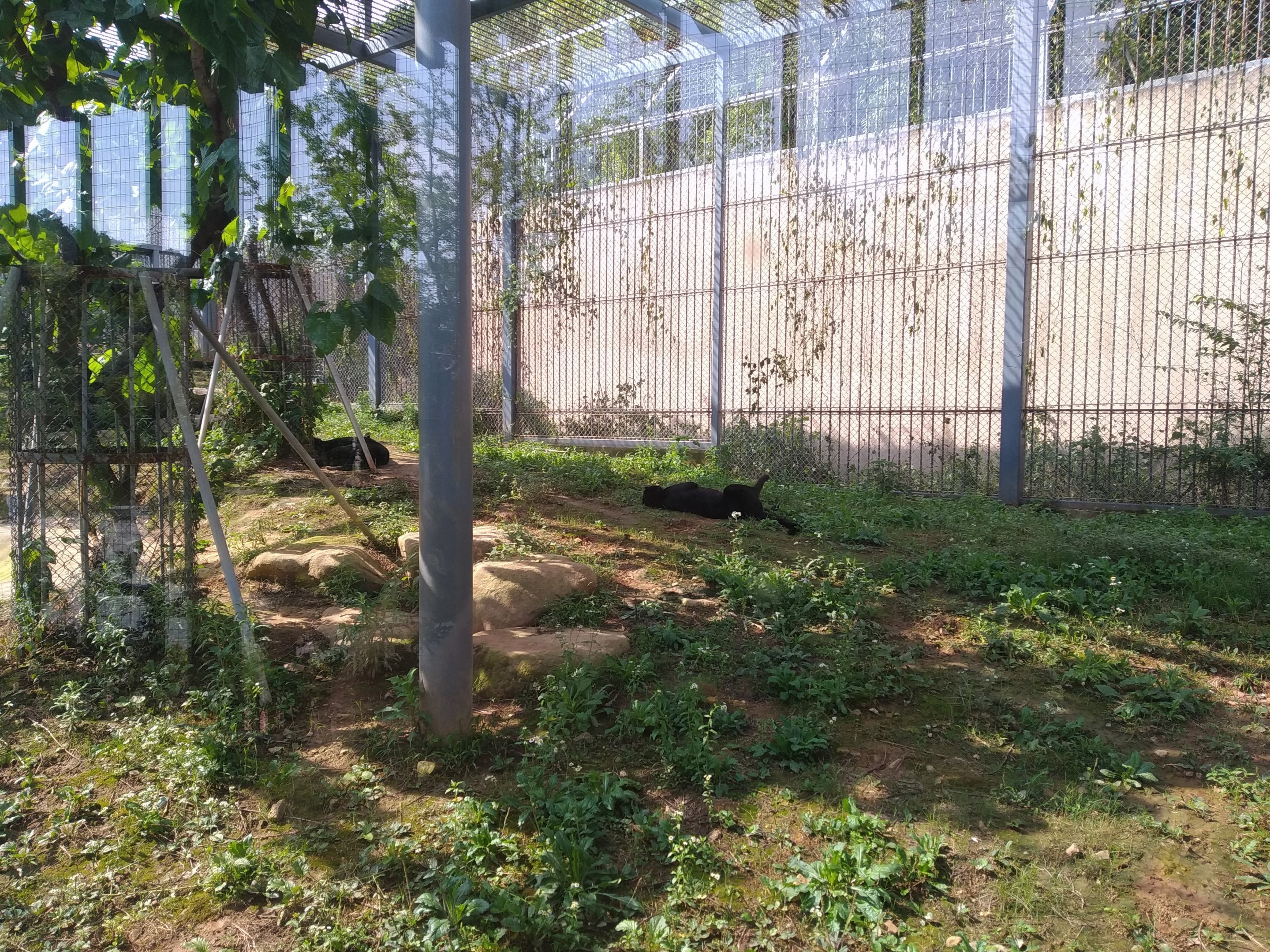Leopard/Jaguar Exhibit