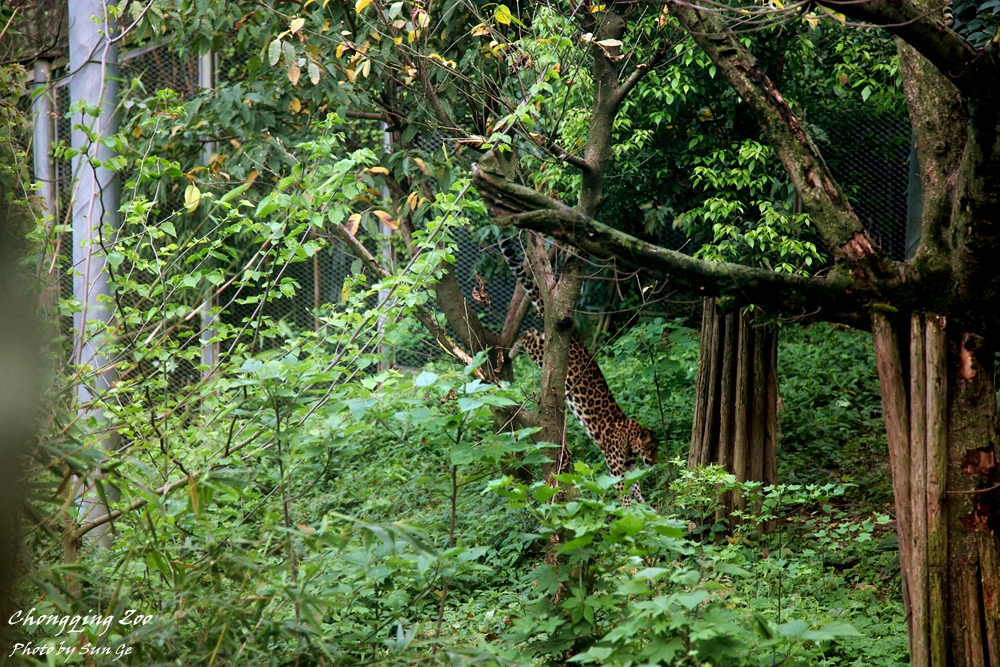 Leopard jump off the tree