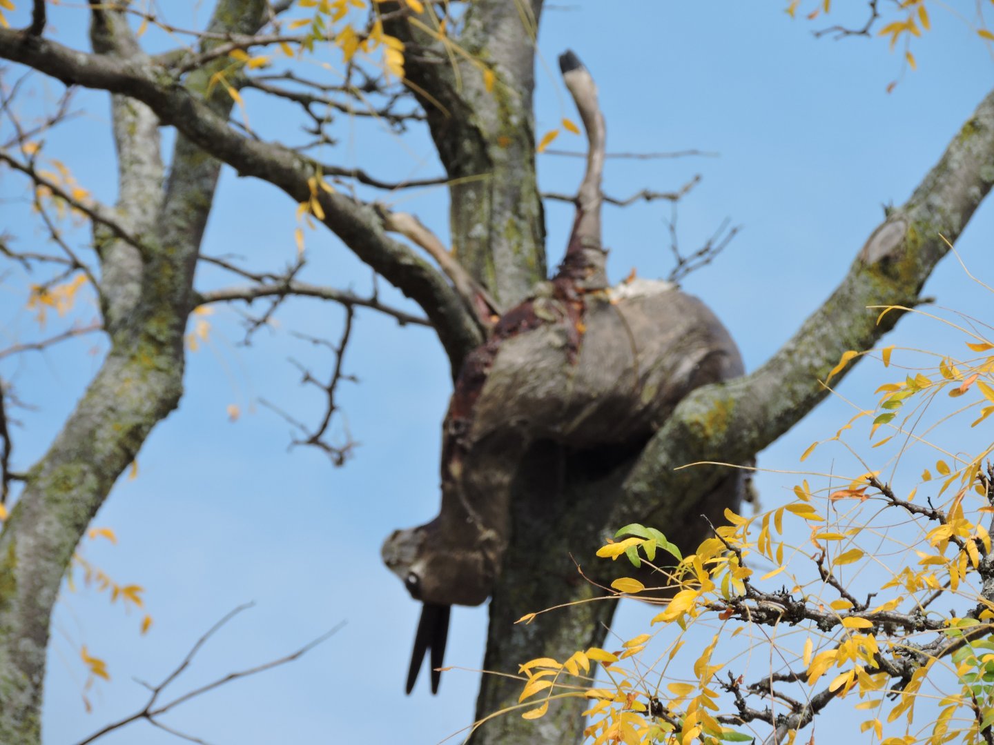 Leopard Kill Decoration