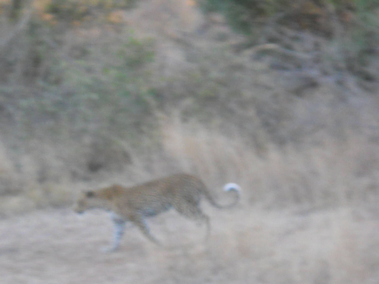 Leopard, Kruger National Park, July 2012