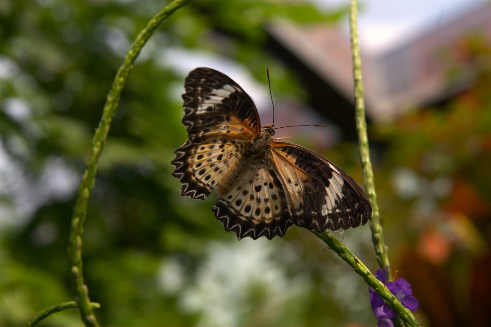 Leopard Lacewing (Cethosia cyane), 27-05-25
