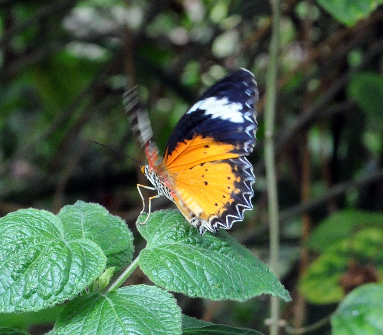 Leopard lacewing (Cethosia cyane)