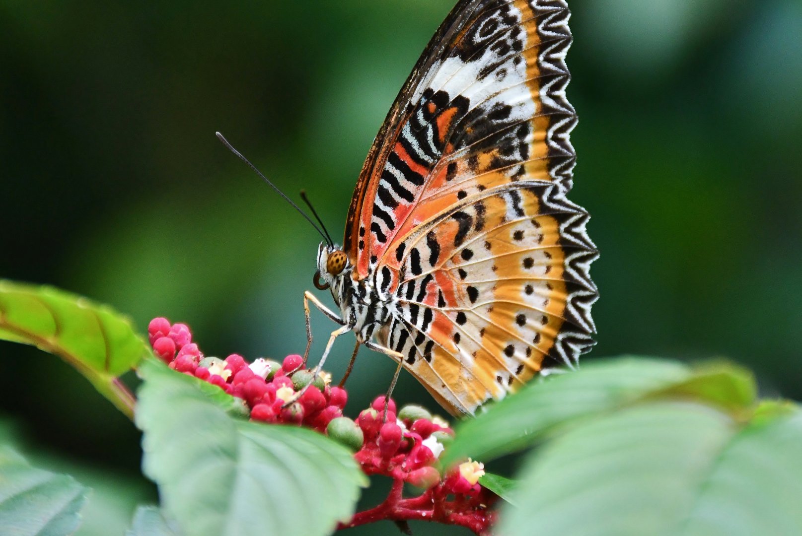 Leopard Lacewing (Cethosia cyane)