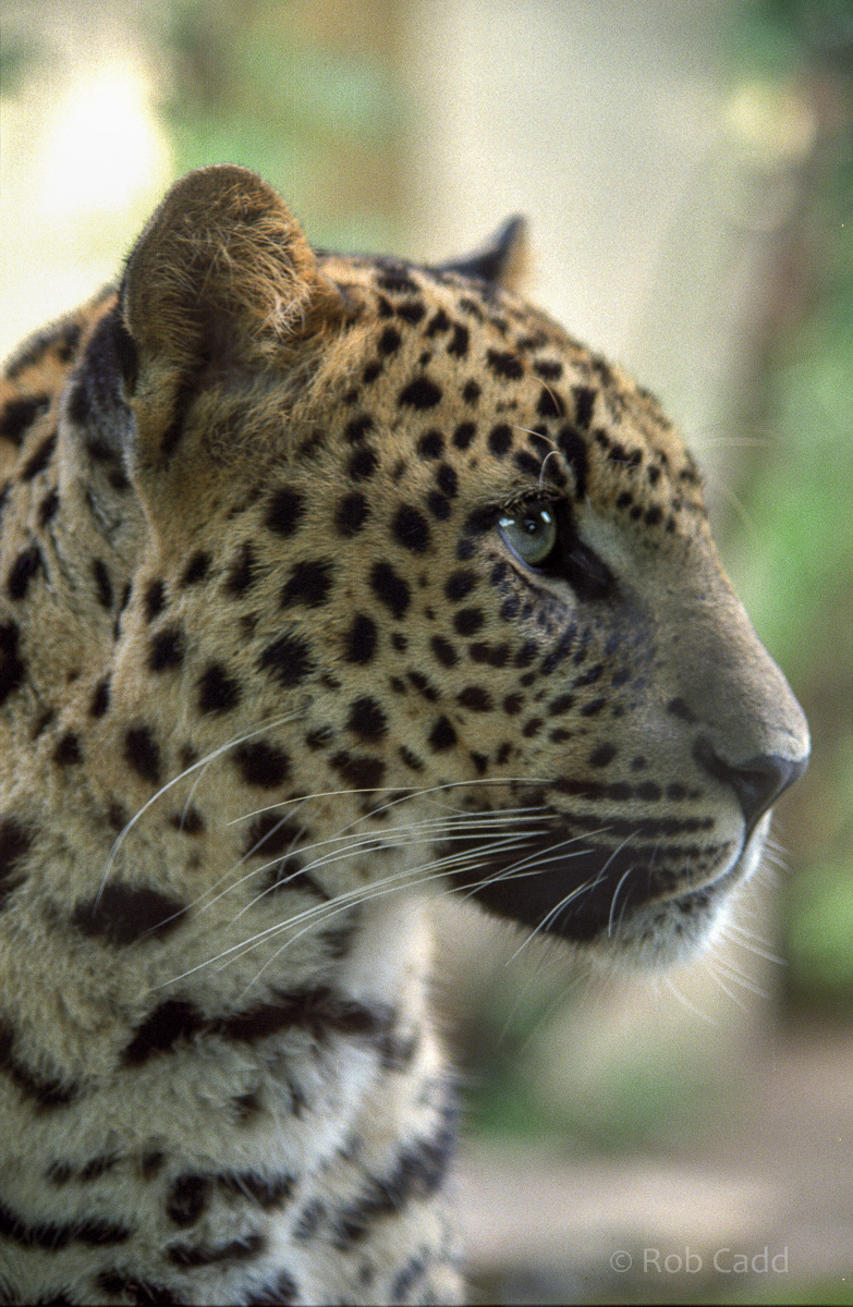 Leopard : London : 1983