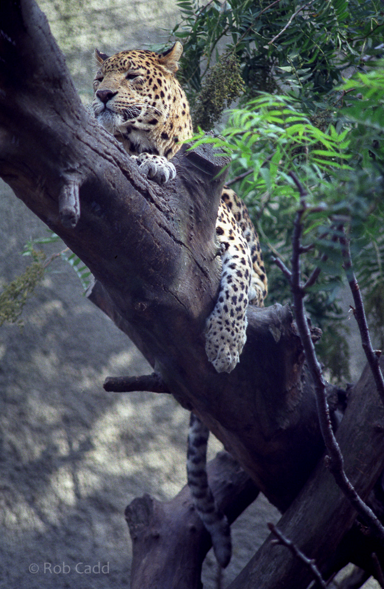 Leopard : London : 1983