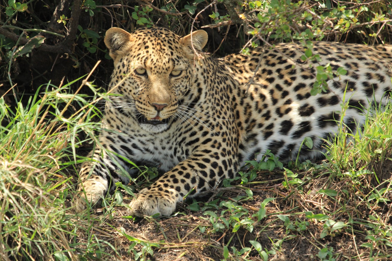 Leopard - Masai Mara (September 2018)