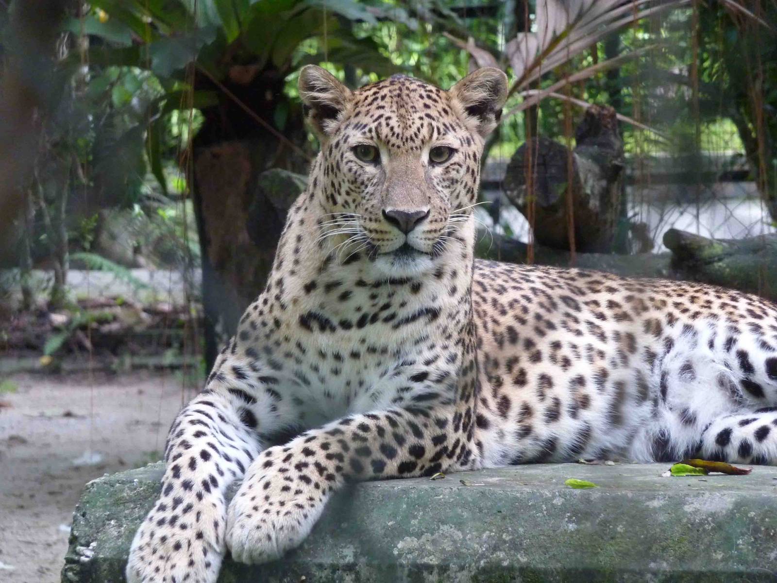 Leopard, May 2013.