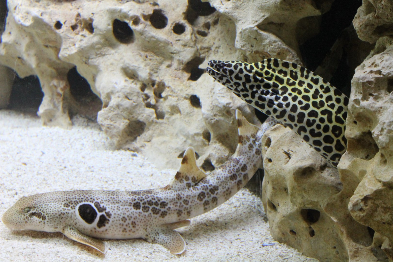Leopard moray and Epaulette shark